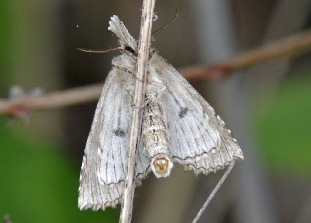 Falena id. - Pterostoma palpina